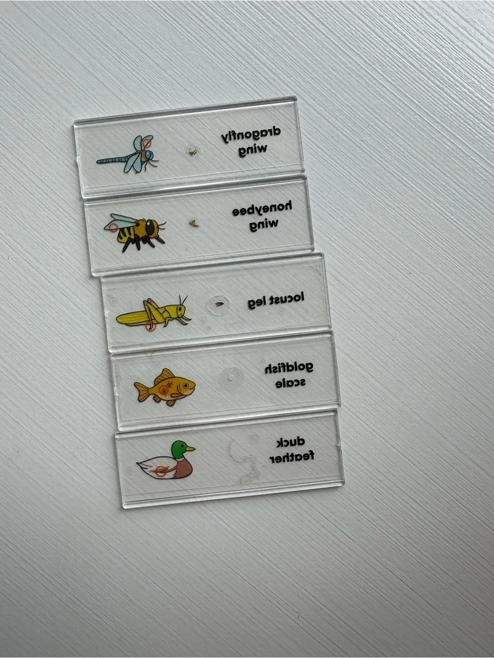 KiwiCo | Microscope Playset